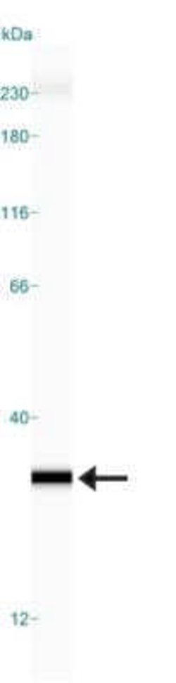 Glyoxalase I Antibody (Glo1a) - Azide and BSA Free, Novus Biologicals 0.1